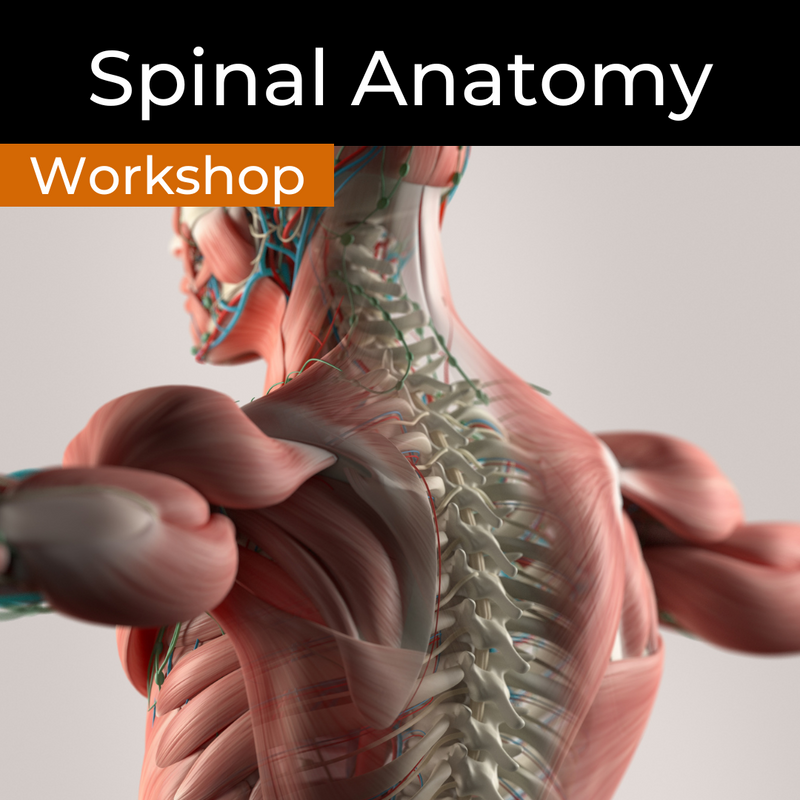 Spinal Anatomy, Injuries, Ailments, Assessments and Exercises